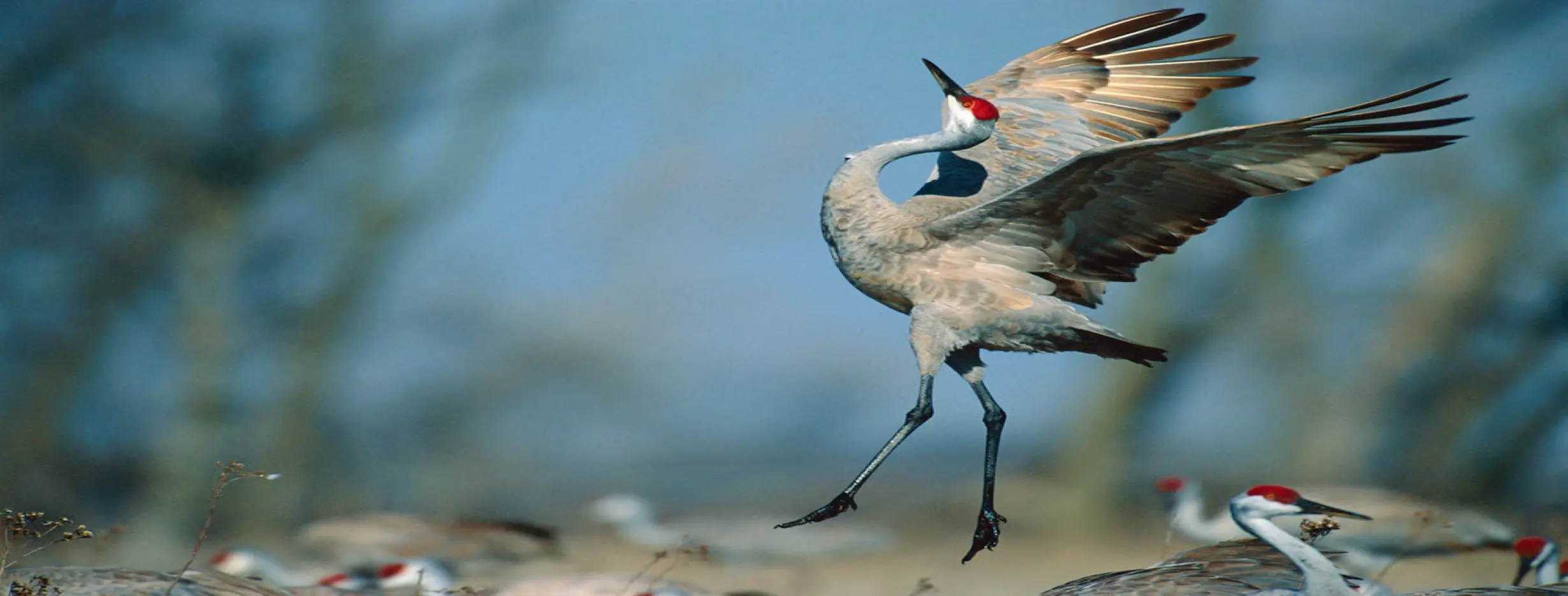 Image for Crane Meadows Center